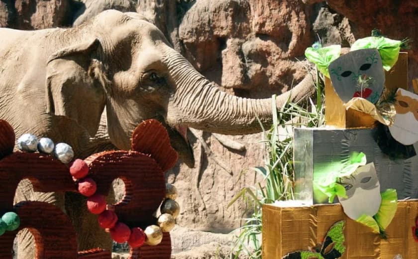 Com bolos, músicas e convidados, elefanta celebra 63 anos