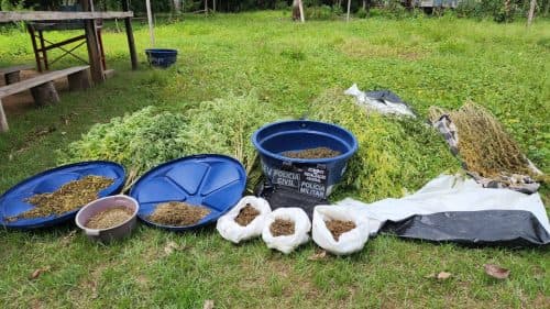 Trio é preso e plantação de maconha avaliada de R$ 300 mil, no interior do AM