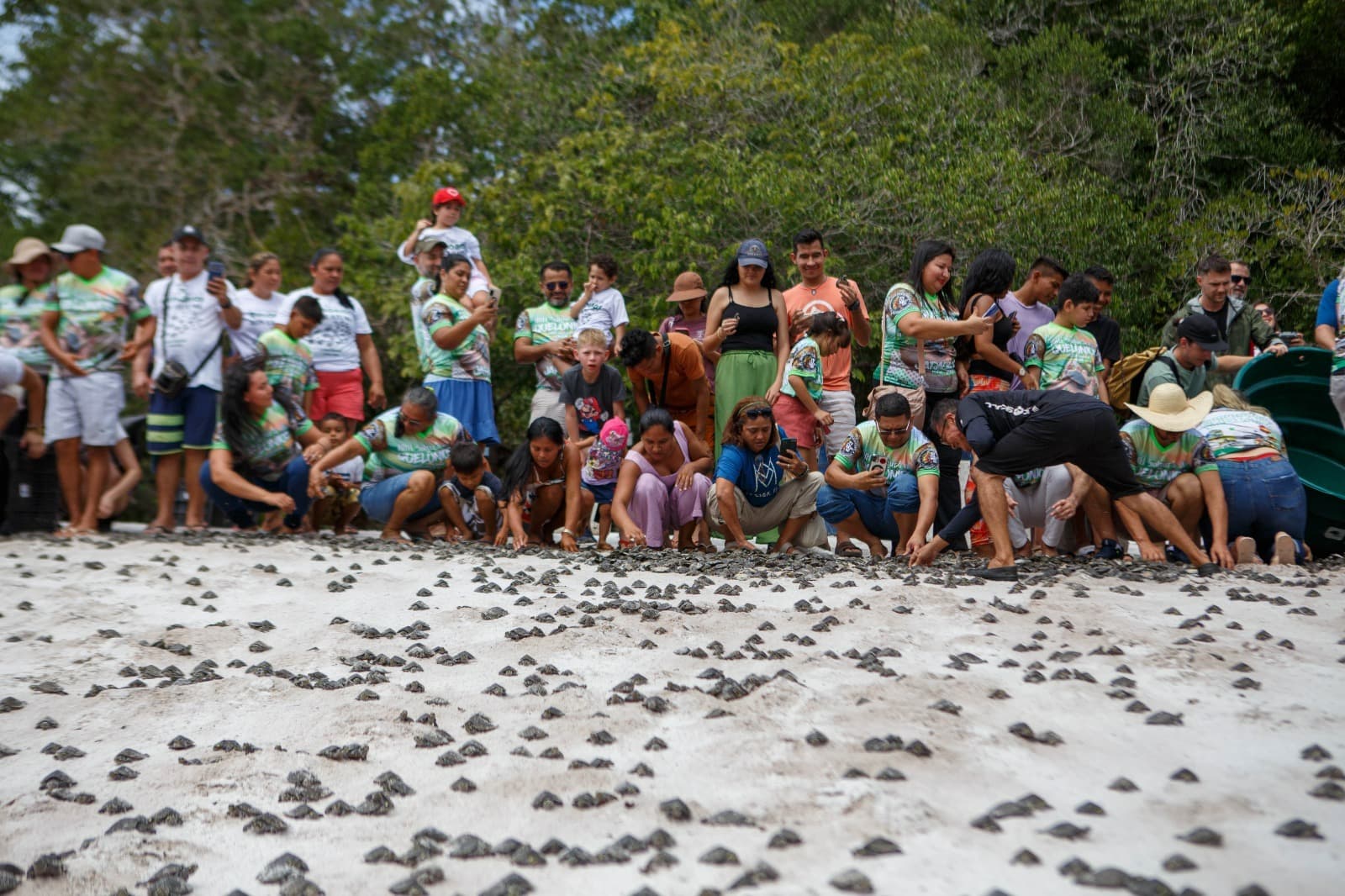 Moradores do Uatumã-AM e turistas devolvem 25 mil filhotes de quelônios à natureza