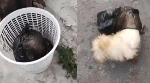 VÍDEO: Cães embalados em sacolas plásticas são abandonados em lixeira de Manaus