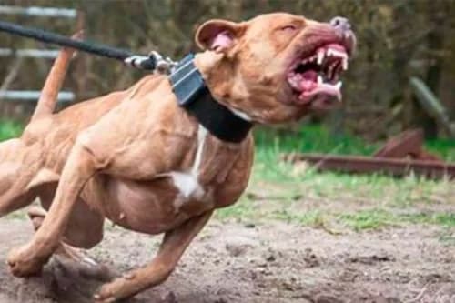 Criança de 4 anos é mordida por Pitbull após mãe deixá-lo sozinho em casa, em Manaus