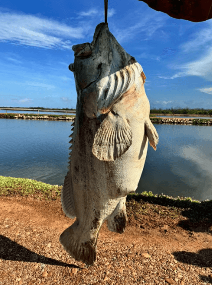 Enorme peixe de quase 200 quilos é capturado em fazenda de camarões no RN