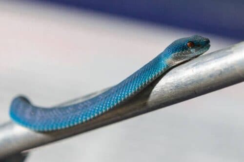 Por que as cobras são importantes para o equilíbrio da natureza? Descubra