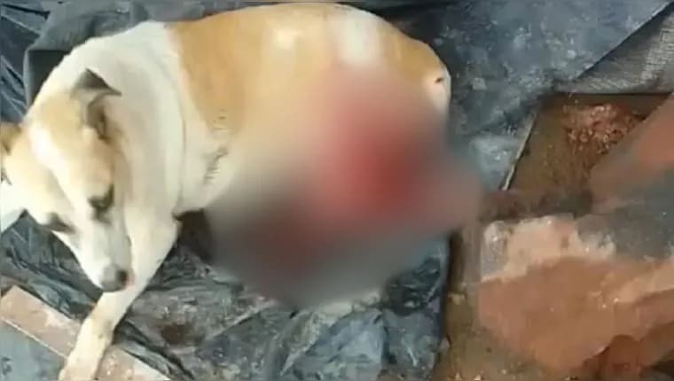 Cadela é esfaqueada ao tentar roubar churrasco, no Pará