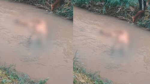 VÍDEO: Corpo de homem é encontrado ‘boiando’ em igarapé de Manaus