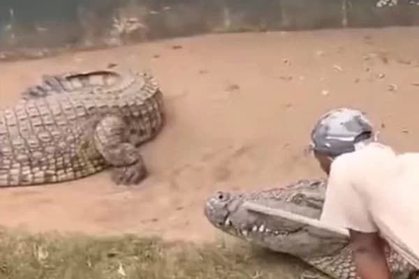 VÍDEO: Crocodilo quase arranca órgãos genitais de cuidador durante apresentação