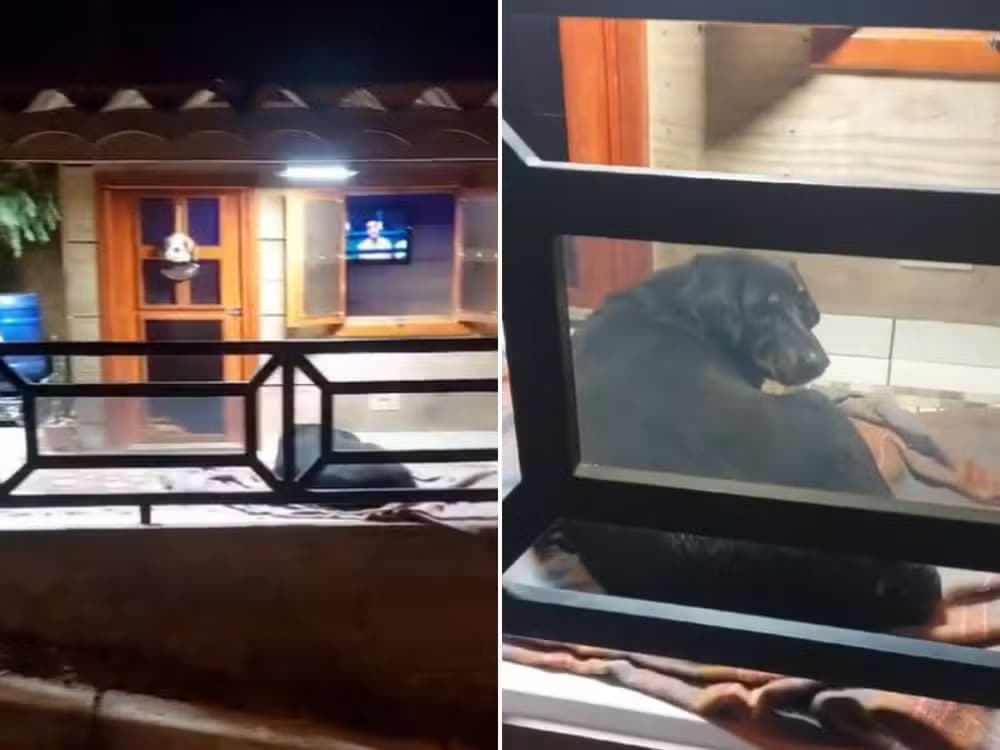 VÍDEO: Morador do interior de SP constrói “mansão” para cachorros de rua