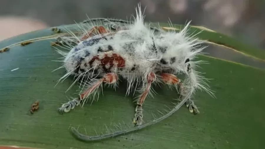 Pesquisador descobre nova espécie de besouro ao observar “cocô de pássaro”, na Austrália