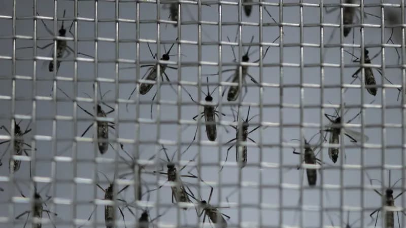 Dengue: casos prováveis chegam a 1,68 milhão e superam os de todo o ano de 2023