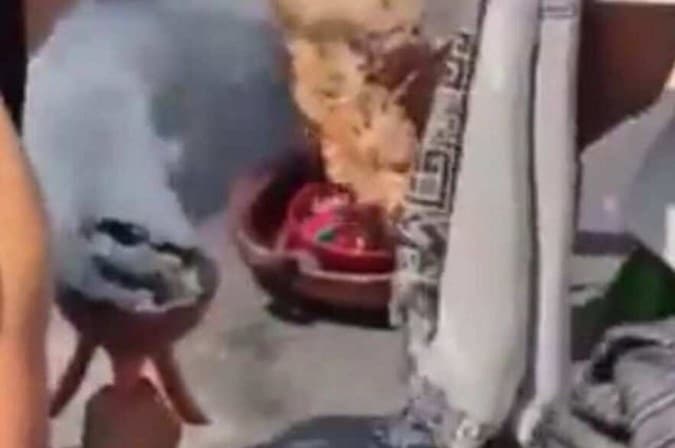 No México, sacrifício de galinha no Senado provoca escândalo