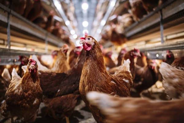 OMS manifesta preocupação com alta da gripe aviária e receio de transmissão entre humanos