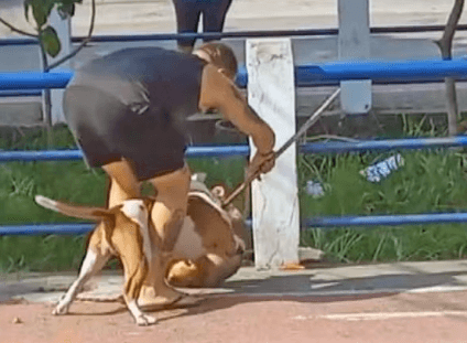 VÍDEO: Pitbull sem focinheira ataca outro cão no RJ