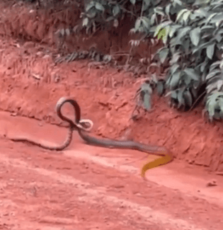 VÍDEO: Cobra de 2 metros imune a veneno é flagrada devorando outra serpente em MT