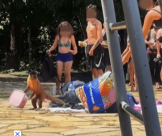 VÍDEO: Macacos fazem ‘arrastão’ e pegam alimentos dos visitantes em parque do Distrito Federal