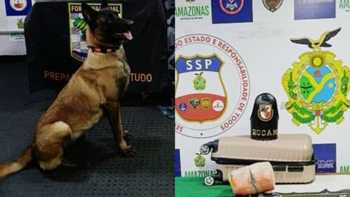 Cadela policial encontra drogas escondidas em embarcação no AM avaliadas em mais de R$ 500 mil
