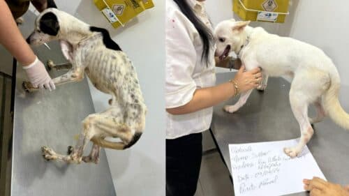 Mulheres são presas em flagrante por maltratar três cães, em Manaus