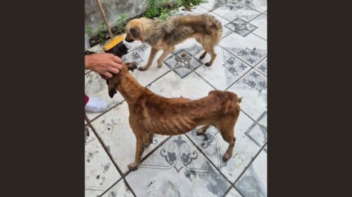 Homem é preso por maus-tratos a dois animais domésticos, em Manaus