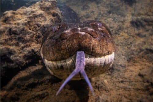 Sucuri Ana Júlia morreu de causas naturais, diz perícia do MS