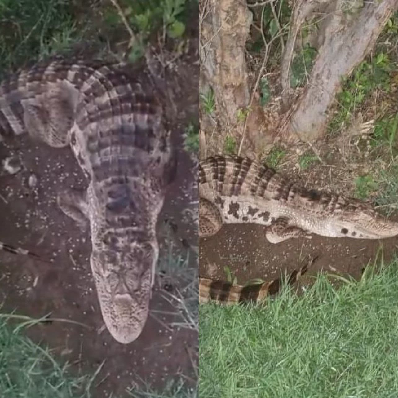 VÍDEO: Bombeiros são acionados para resgatar jacaré de plástico em MG