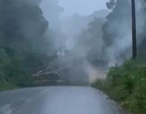 VÍDEO: árvore tomba no meio de estrada e sobre fiação e pega fogo no interior do AM