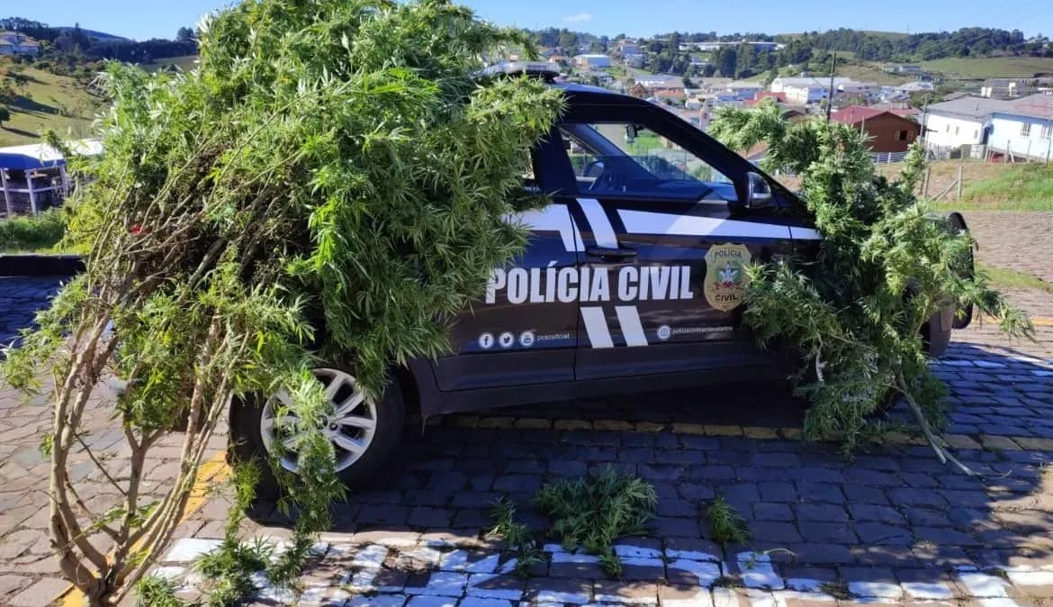 Pé de maconha de aproximadamente 15 kg é apreendido em SC