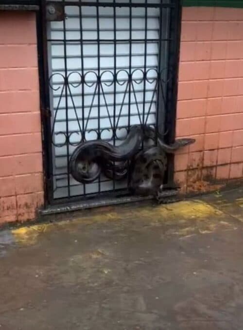 VÍDEO: Sucuri com mais de 2 metros é encontrada por moradores, no interior do Amazonas