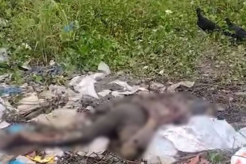 Corpo em decomposição é encontrado no Distrito Industrial, em Manaus