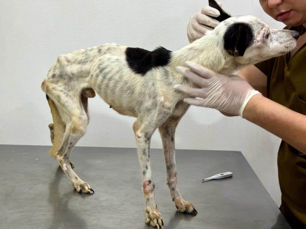 Projeto de lei em Manaus proíbe benefício habitacional para condenados por maus-tratos a animais