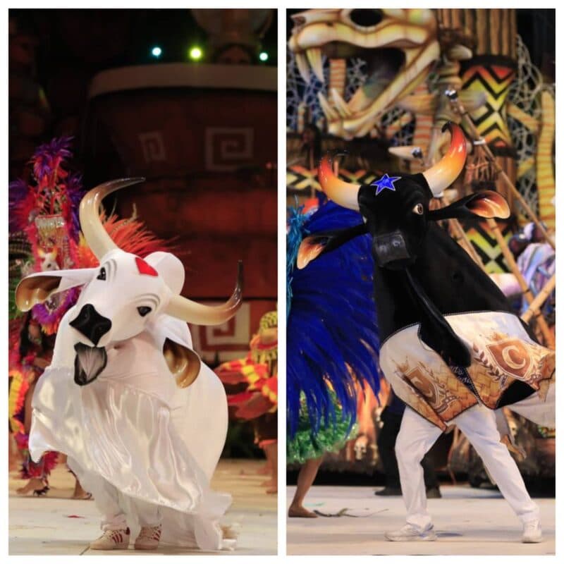 Bois Caprichoso e Garantido participam pela 1ª vez do ‘São João da Thay’, no Maranhão