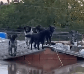 Latidos de desespero: cachorros aparecem ilhados em telhados de casas no RS