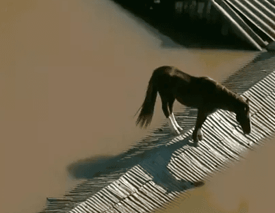 Cavalo é flagrado ilhado em telhado de casa no Rio Grande do Sul
