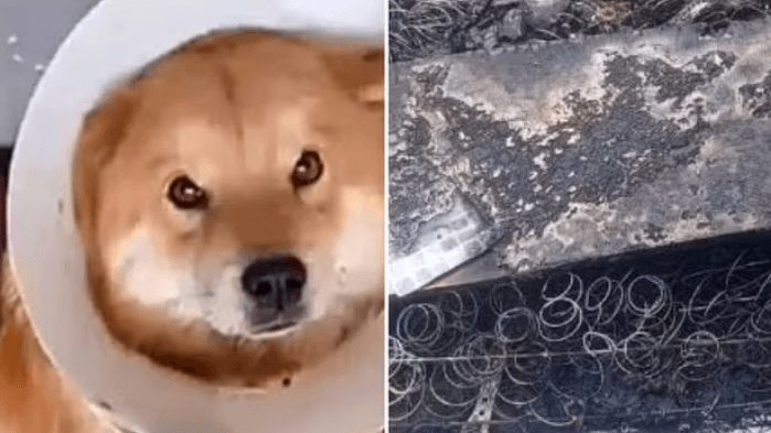 Homem é preso por espancar e queimar cadela até a morte em SP