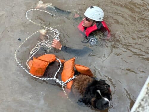Voluntários do AM resgatam mais de 50 animais ilhados no Rio Grande do Sul