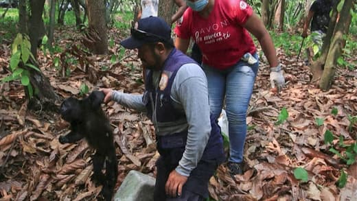 Calor extremo no México causa mortes de dezenas de macacos