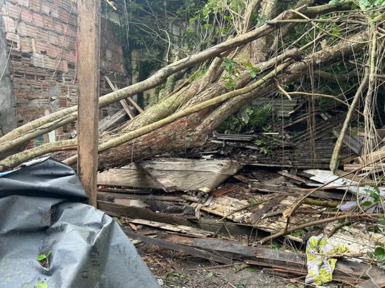 Lei autoriza poda de árvores em caso de risco e demora do poder público