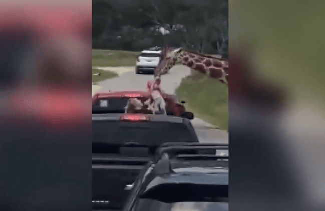 VÍDEO: Durante passeio em safári, bebê é erguido por girafa