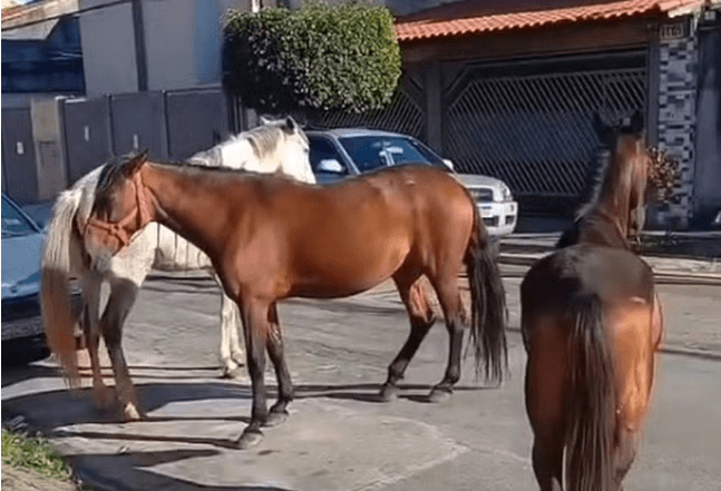 VÍDEO: Cavalo solto na rua dá coices em moradores em São Paulo