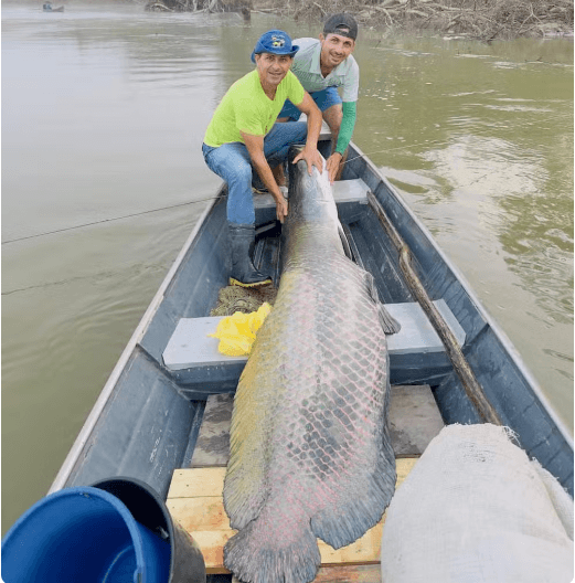 Pescadores fisgam pirarucu de mais de 130 kg no Acre