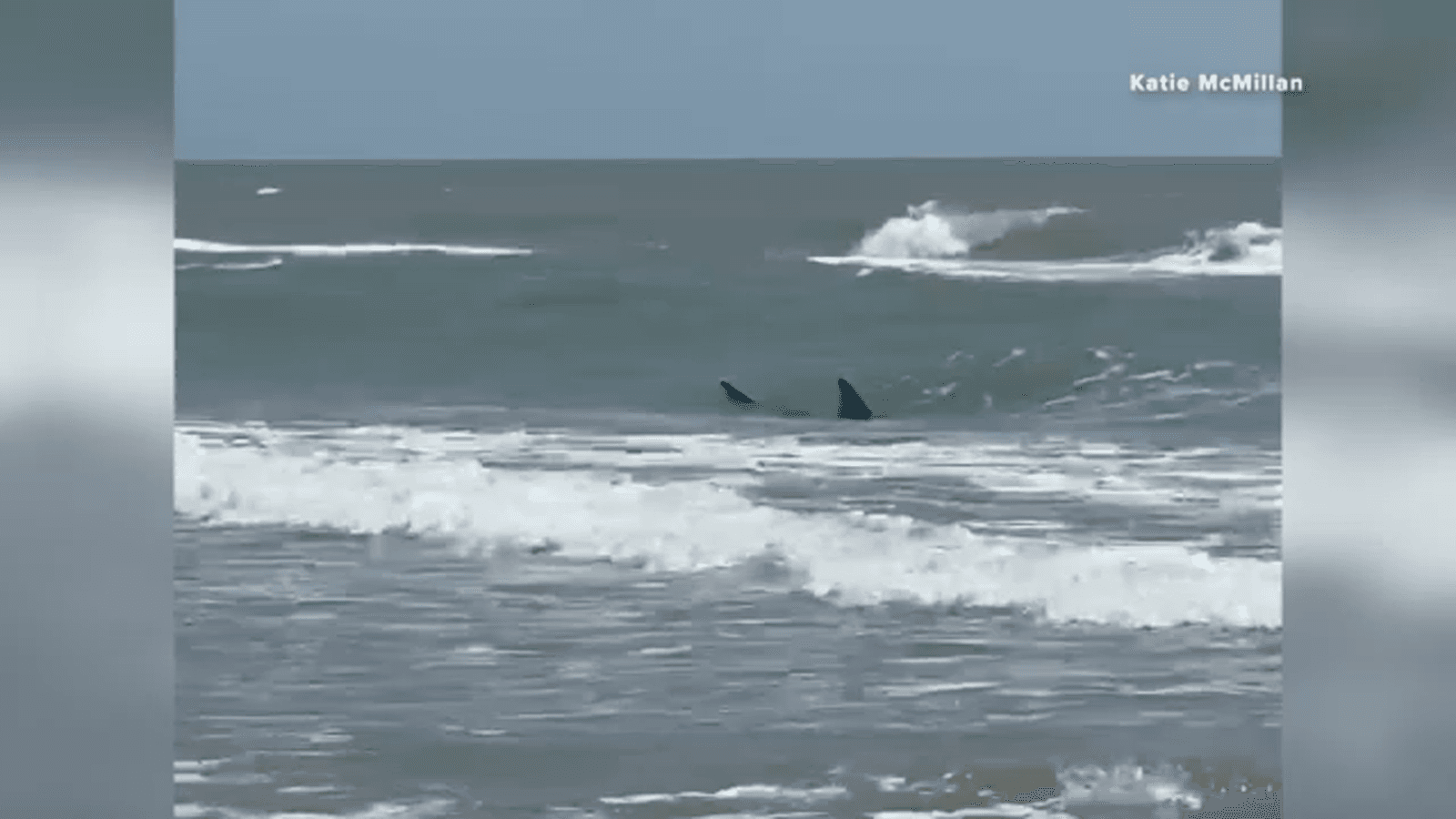 VÍDEO: Ataque de tubarão deixa 4 feridos em praia nos EUA
