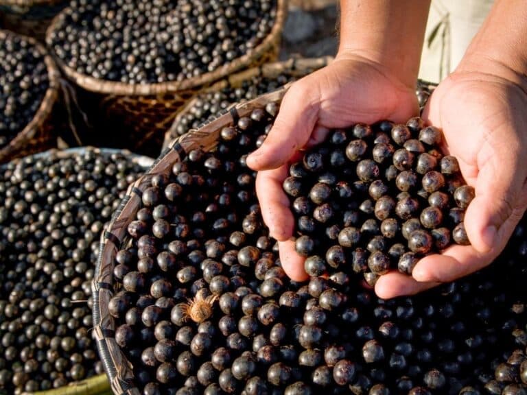 Açaí: descubra os tipos e benefícios do fruto que é a cara da Amazônia