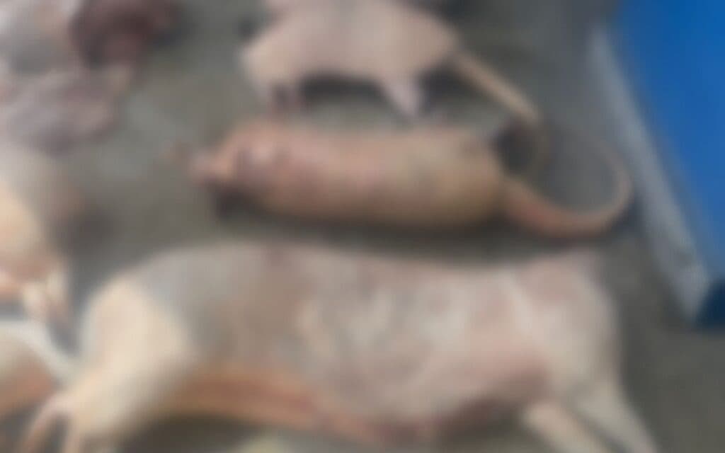 Manaus pode multar quem abandonar animais mortos em ruas e igarapés