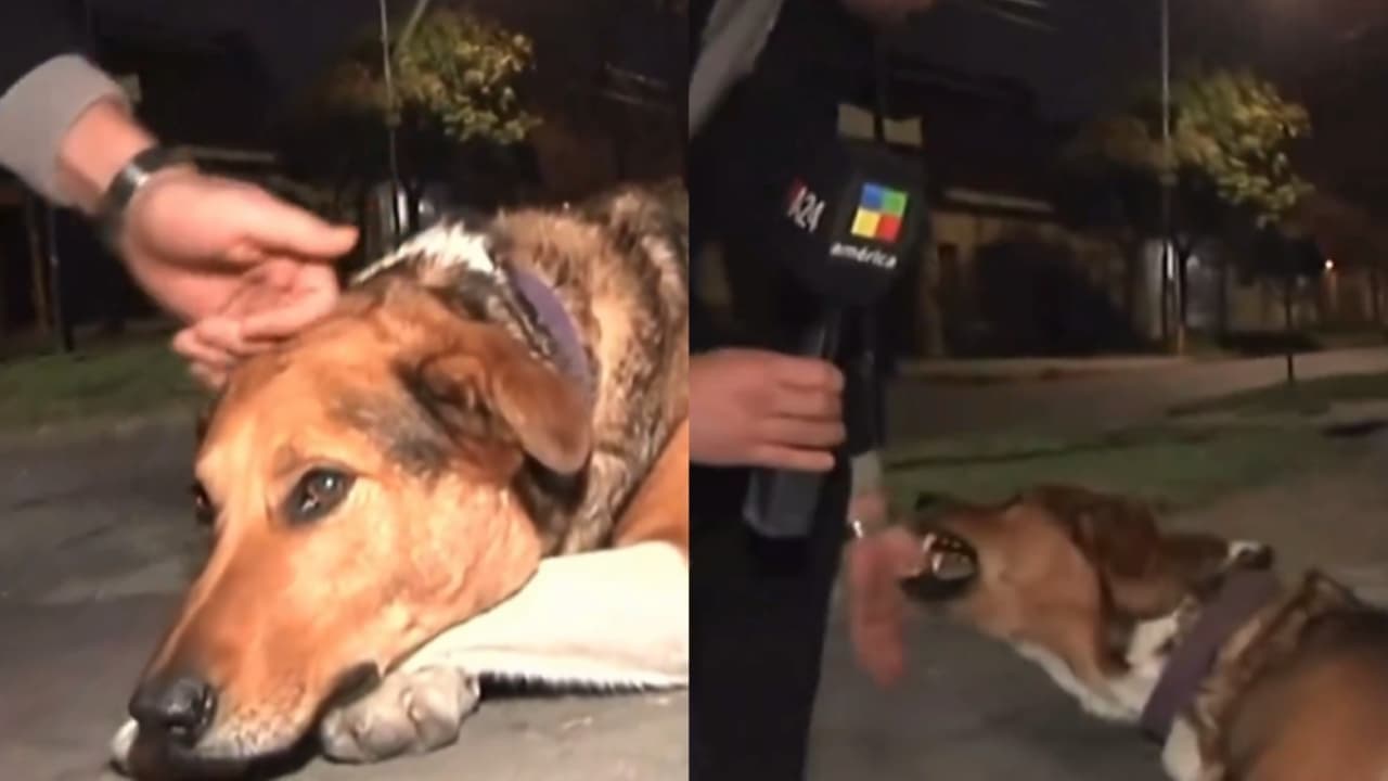 VÍDEO: Repórter argentino tenta fazer carinho em cachorro apelidado de “assassino” e é mordido ao vivo