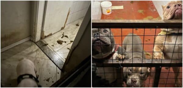 VÍDEO: Loja de bijuterias deixava cães no escuro com fezes, sem água e comida em SP