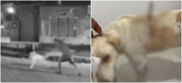 VÍDEO: “Neguinho” é preso por cravar faca em cachorro no conjunto Amazonino Mendes