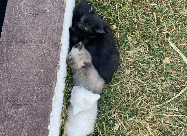 Vídeo mostra momento em que mulher abandona filhotes de gato em contâiner de lixo