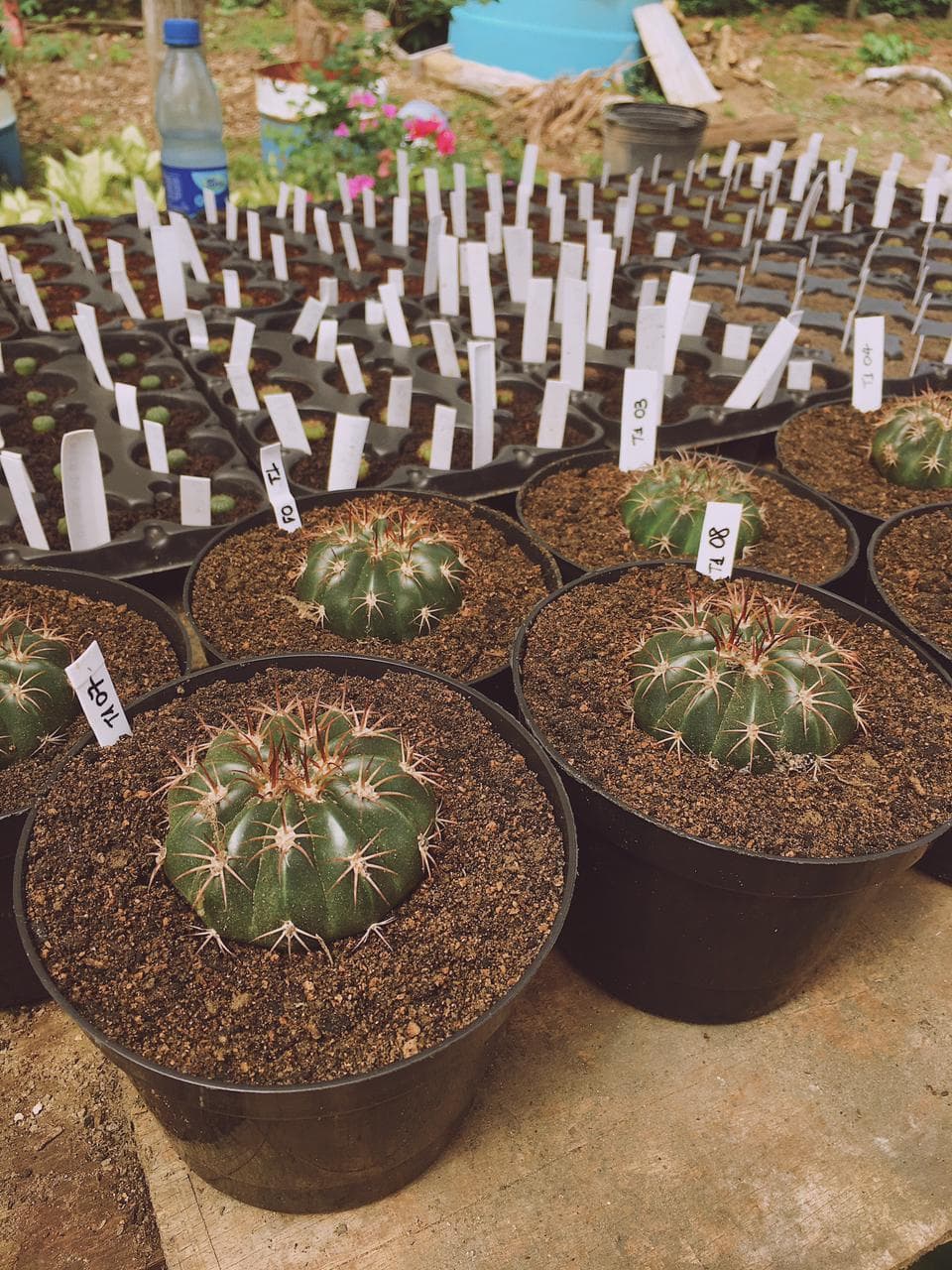 Pesquisa aplica nova técnica de cultivo para cactos no Amazonas