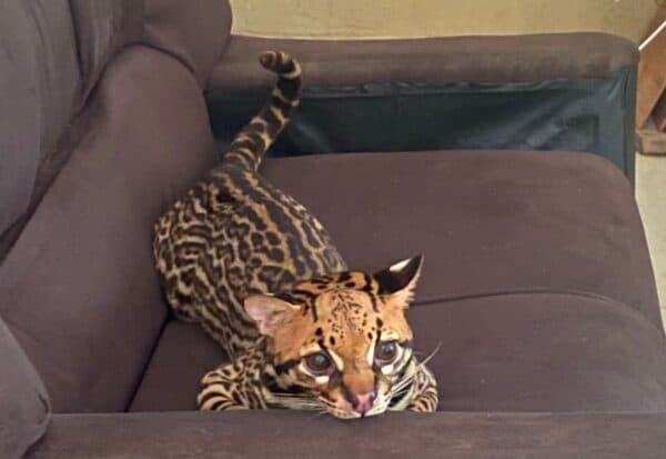 Jaquatirica é resgatada de cativeiro após atacar criança no município de Barcelos, no AM