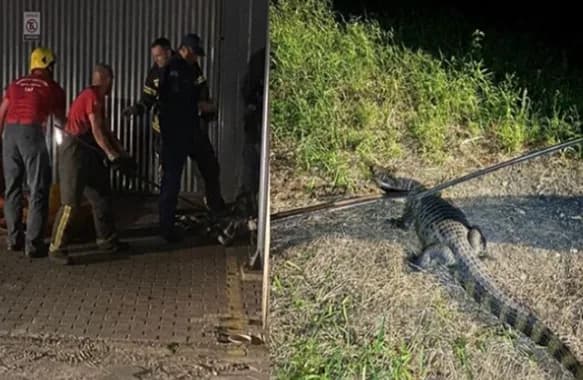 Jacaré de quase 2 metros é flagrado passeando em Santa Catarina; veja o vídeo