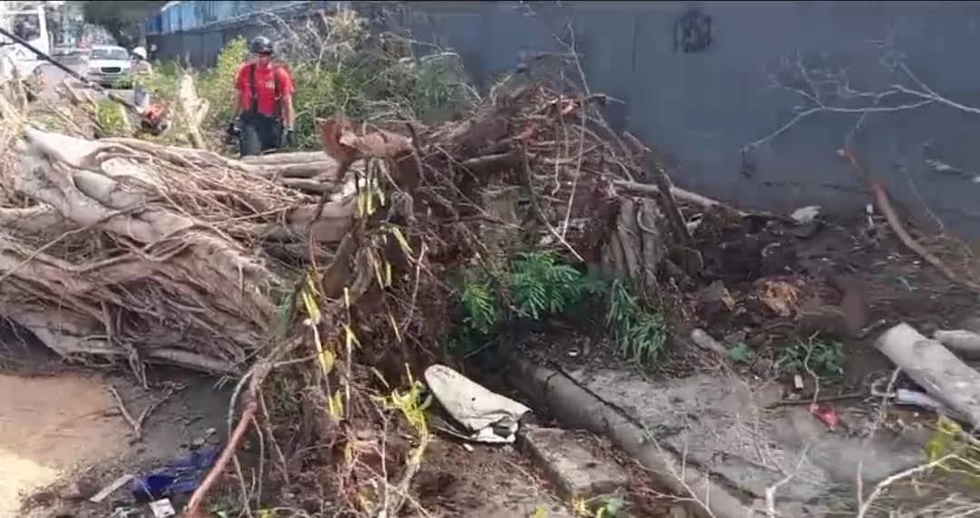 Chuva traz alívio ao calor, mas derruba árvores e deixa pessoas sem energia em Manaus neste domingo (13)