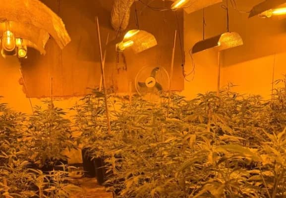 Polícia descobre estufa de maconha e prende dois homens em operação no interior de SP